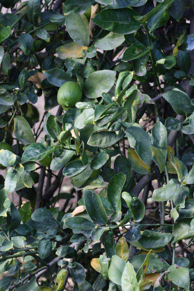            Sun leaves (Egyptian, Riverside, CA)   